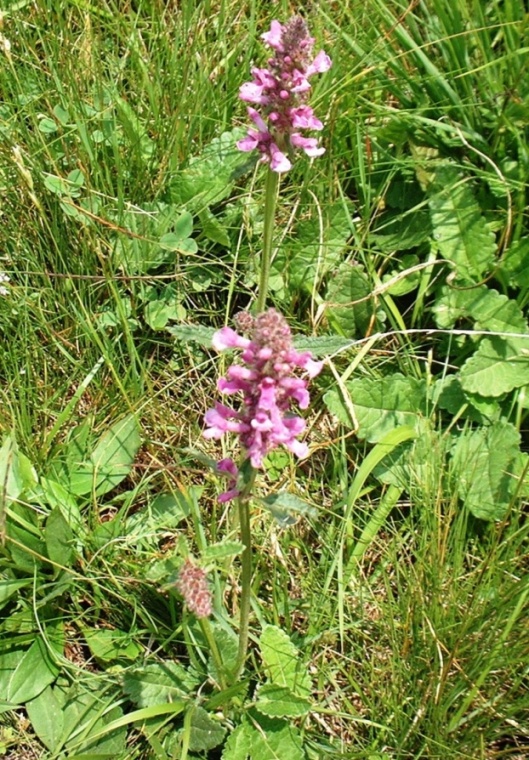 Stachys officinalis